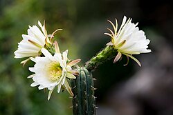 San Pedro, Echinopsis pachanoi