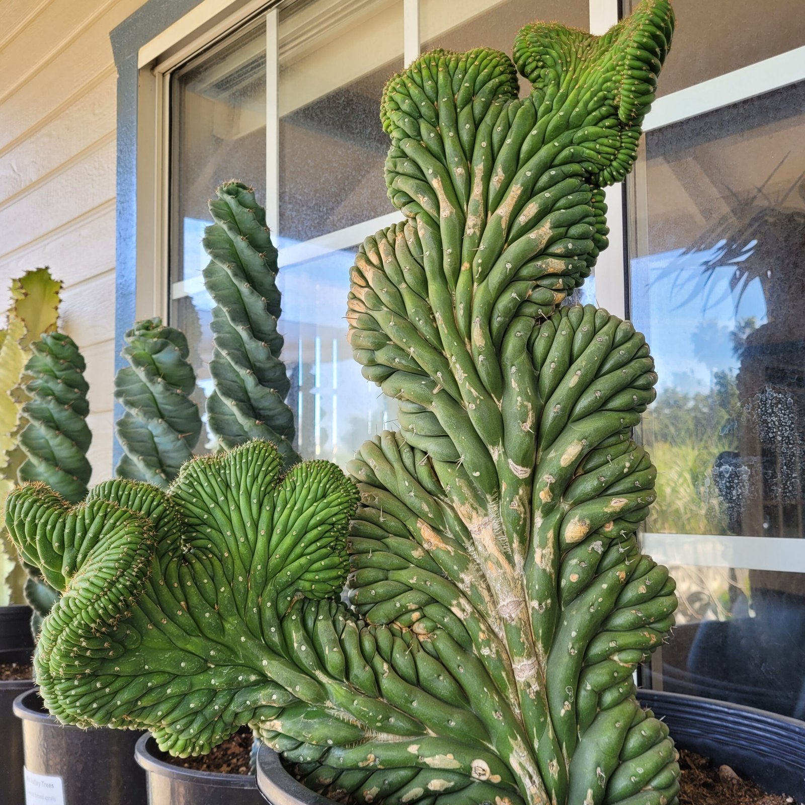 Crested San Pedro, Trichocereus pachanoi cristata