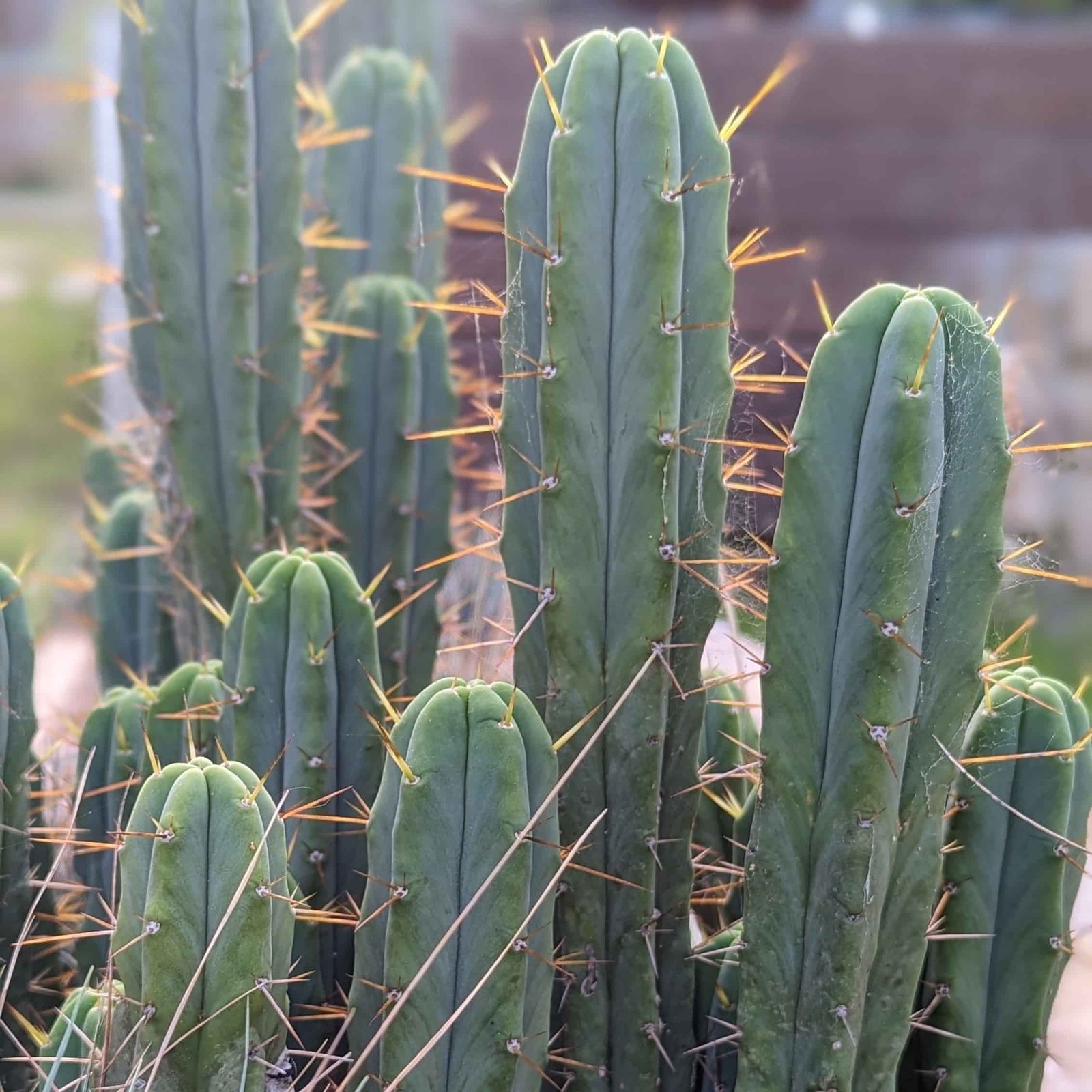 Bolivian Torch cacti growing in our garden