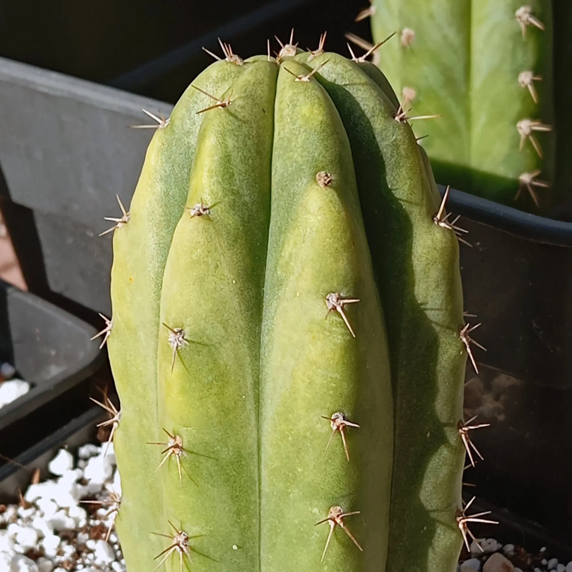 Bolivian Torch cutting